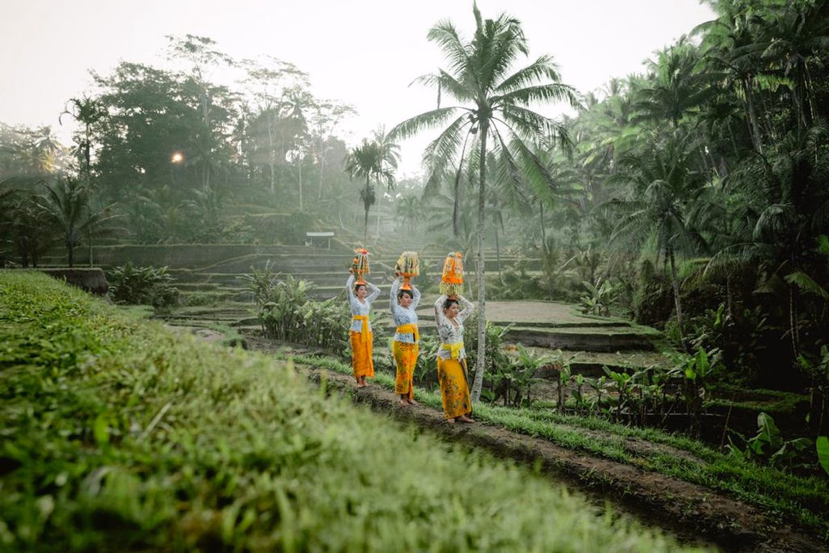 Terasering sawah subak Bali berlapis-lapis dengan air mengalir melalui saluran batu, dikelilingi pohon kelapa dan kabut tipis pagi hari di pegunungan Badung